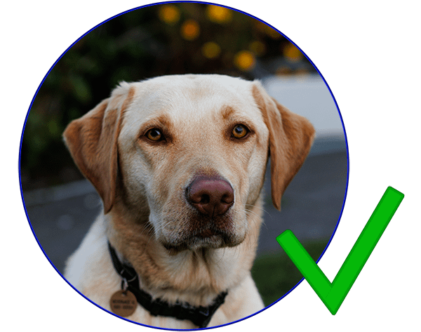 Hundehold er tilladt med bestyrelsens godkendelse.