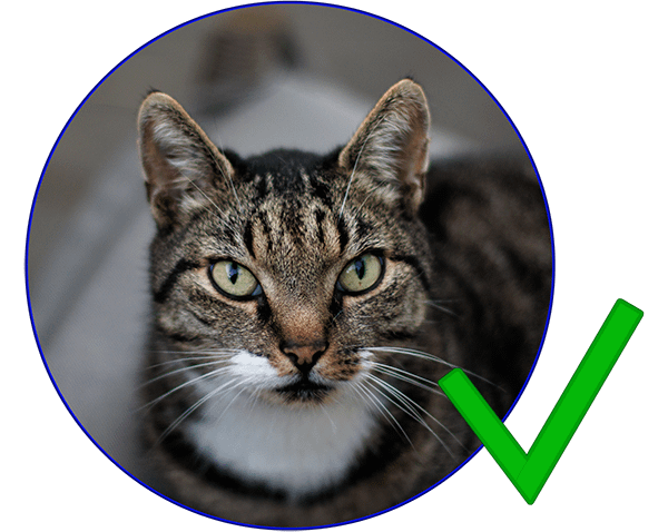 Det er tilladt at have kat uden forhåndsgodkendelse.